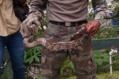 Grupamento Ambiental encontra jiboia no Pontal do Atalaia, em Arraial do Cabo