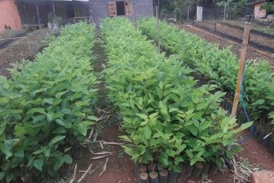 Dia de Finados: cemitérios de São João do Meriti distribuirão mais de 2.500 mudas de ipê aos visitantes