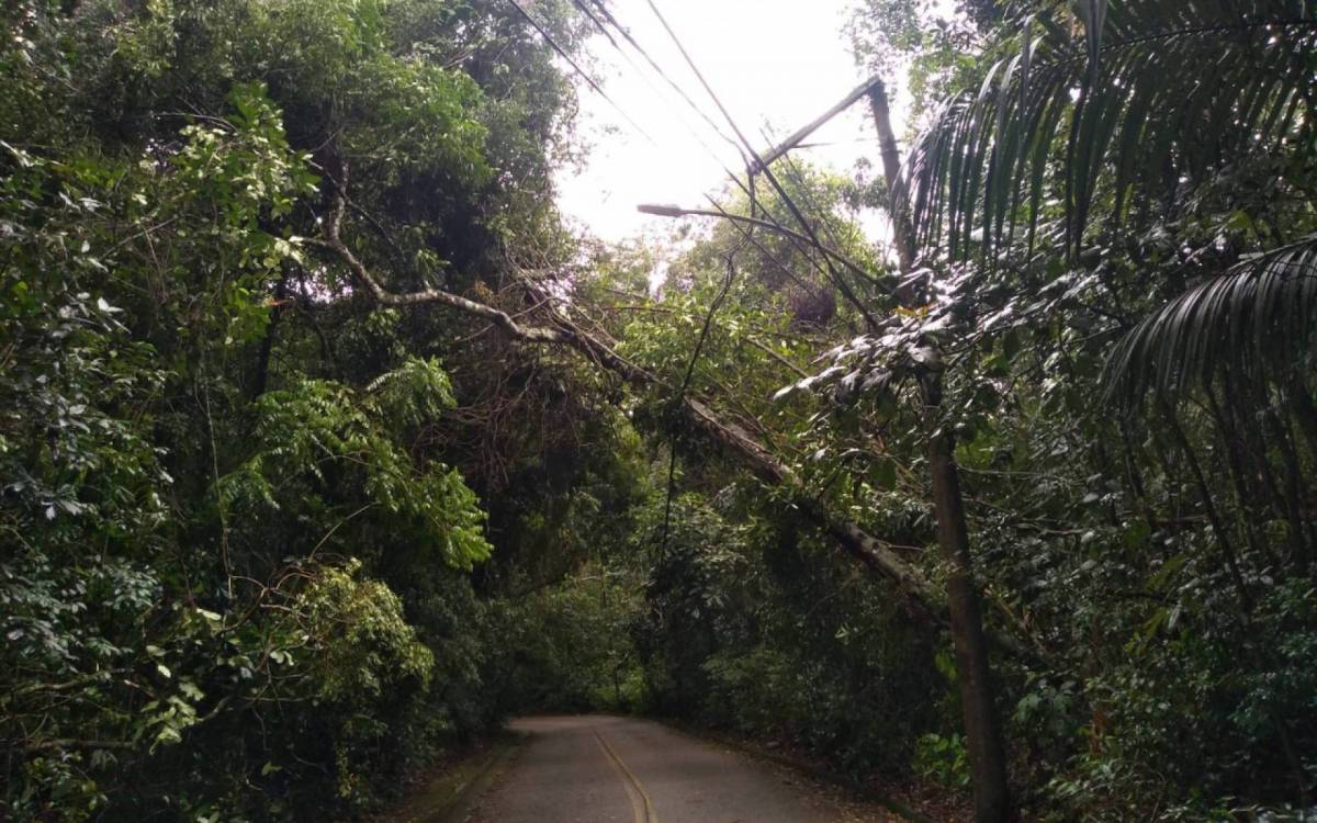 &Atilde;rvore cai sobre a fia&Atilde;&sect;&Atilde;&pound;o na Estrada da Paz, na altura da Ger&Atilde;&ordf;ncia da Comlurb