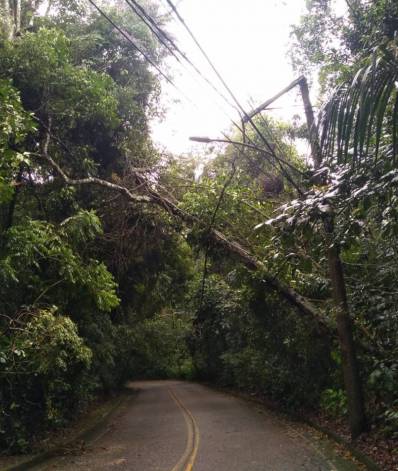 &Atilde;rvore cai sobre a fia&Atilde;&sect;&Atilde;&pound;o na Estrada da Paz, na altura da Ger&Atilde;&ordf;ncia da Comlurb - Divulga&Atilde;&sect;&Atilde;&pound;o