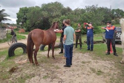 Campanha Municipal de Vacinação imunizou 50 Equinos, Muares e Asininos em Vilatur