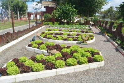 Alunos da rede municipal colhem hortaliças em Guaratiba