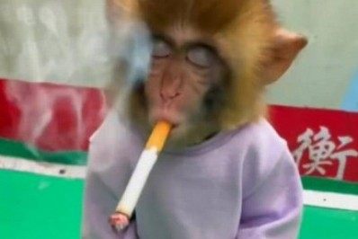 Polêmica! Campanha contra o tabagismo obriga filhote de macaco a fumar