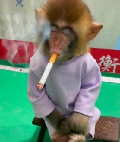 Polêmica! Campanha contra o tabagismo obriga filhote de macaco a fumar |  Mundo e Ciência | O Dia