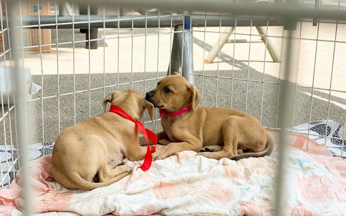 Servi&ccedil;os de vacina&ccedil;&atilde;o antirr&aacute;bica, ado&ccedil;&atilde;o e banho e tosa foram oferecidos