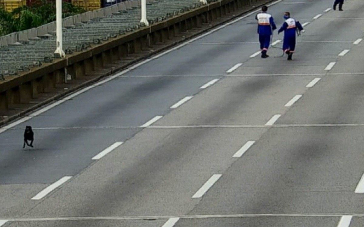 Cachorro invade pista da Ponte Rio-Niter&oacute;i