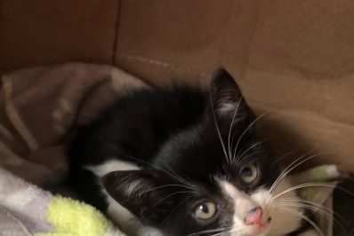 Secretário de Agricultura resgata gato abandonado no túnel Rebouças