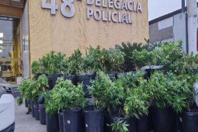 Mulher é presa em flagrante enquanto cuidava de 50 pés de maconha em Seropédica