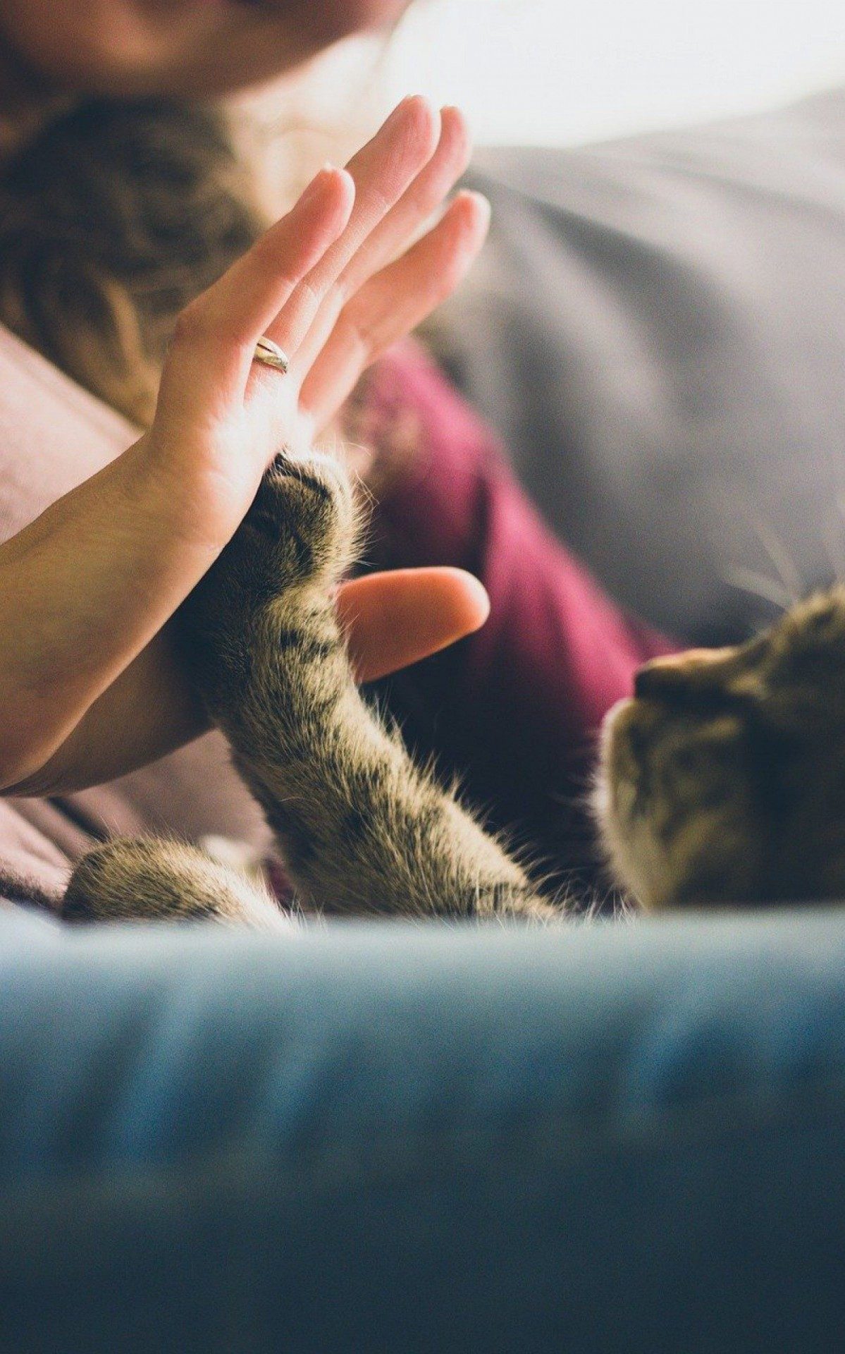 Conheça as principais curiosidades sobre os gatos!