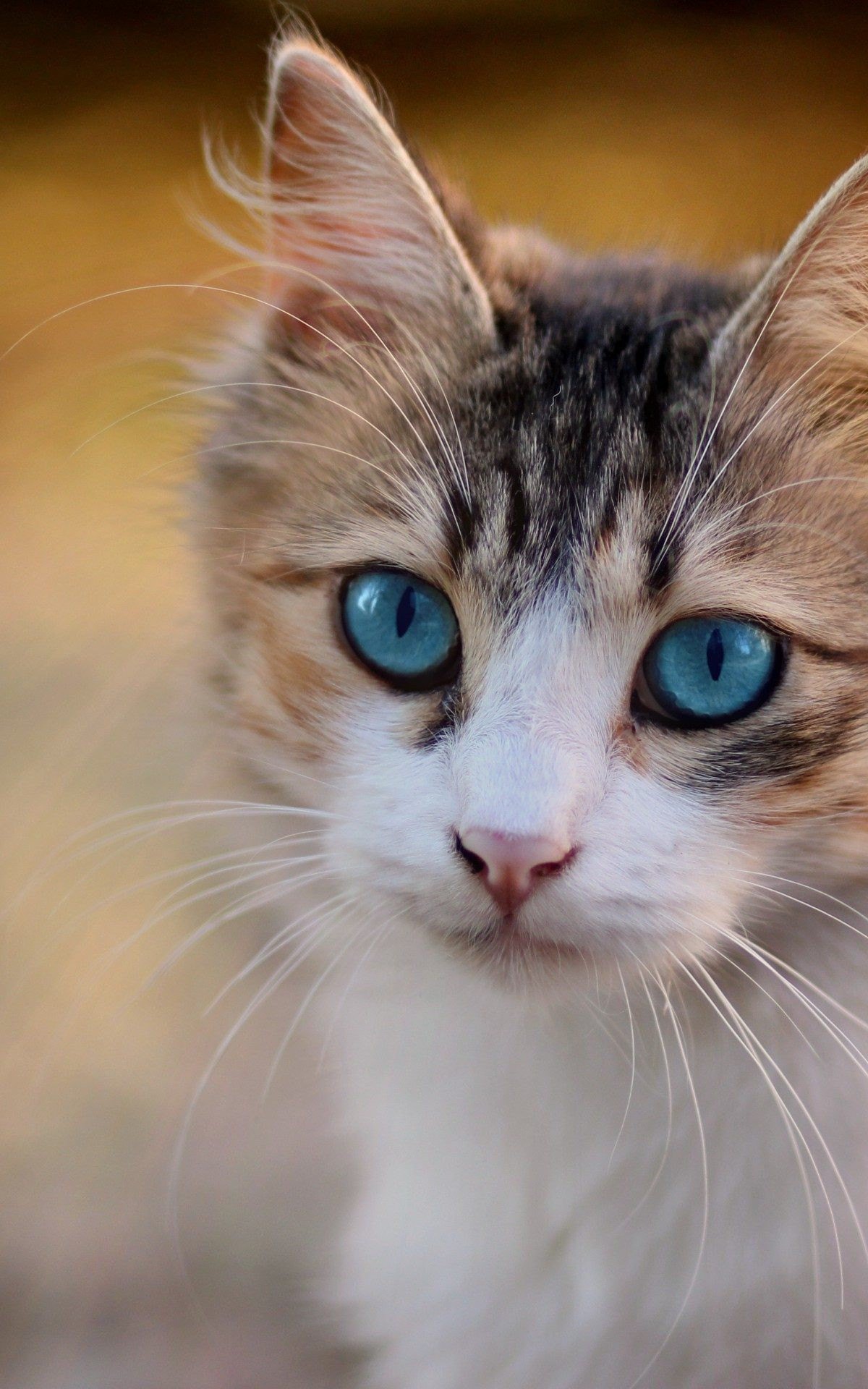 Conheça as principais curiosidades sobre os gatos!