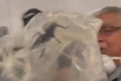Vídeo: aranha caranguejeira assusta passageiros em voo do México para o Brasil