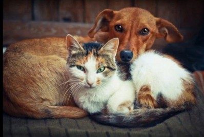 São Gonçalo vai ganhar primeiro hospital veterinário popular neste mês