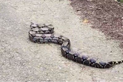 Jiboia com cerca de 1,5 metro é resgatada em varanda de casa em São Pedro da Aldeia