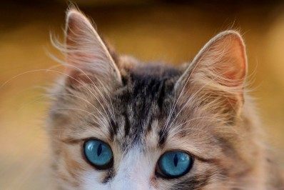 14 curiosidades sobre os gatos que você talvez não conheça