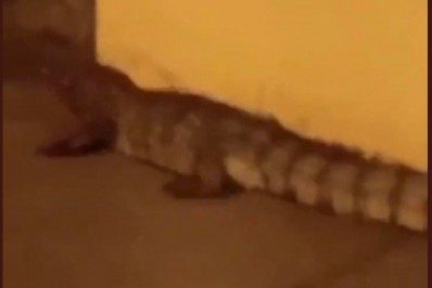 Jacaré é flagrado próximo à estação de BRT na Taquara