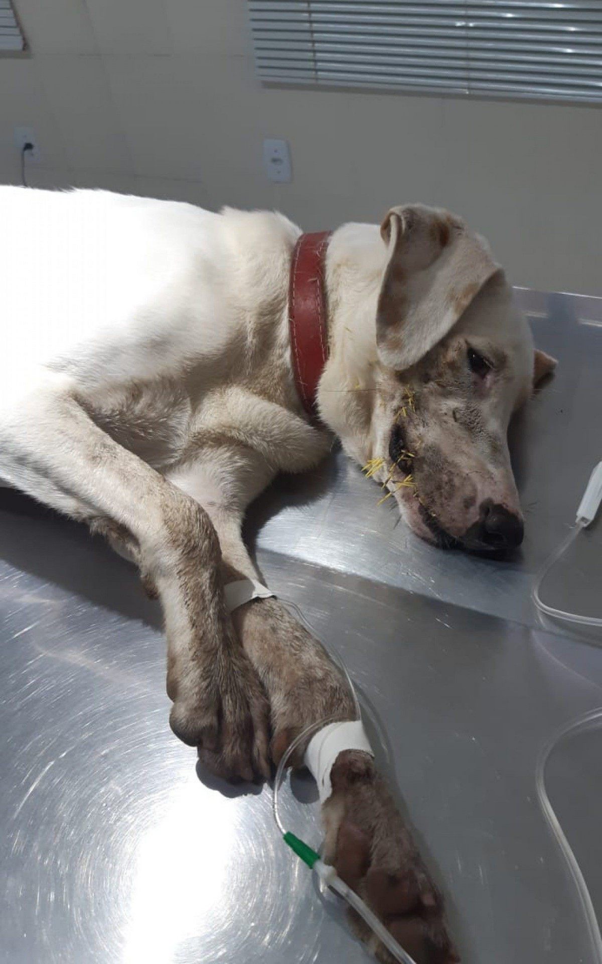 Animal tinha uma grande quantidade de espinhos na regi&atilde;o da boca