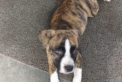 Vídeo flagra ladrão roubando cadela por grade de casa