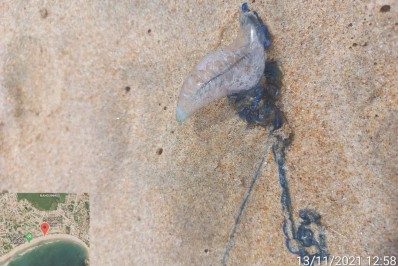 Caravela-Portuguesa, animal marinho perigoso para os banhistas, foi encontrada na praia de Geribá em Búzios