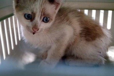 Bombeiros resgatam filhote de gato que ficou preso no cano em Saquarema