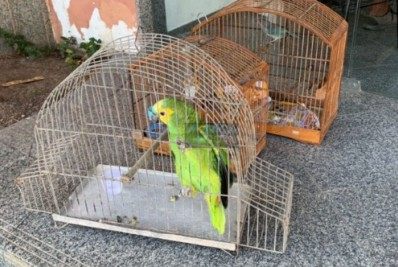 Homem é preso com dois pássaros silvestres e um papagaio