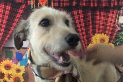 Campo de São Bento volta a ter feira de adoção de animais 