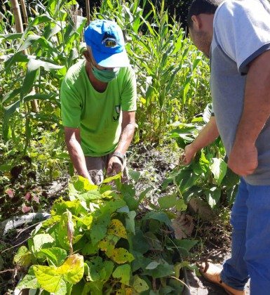 Abrigos de Saquarema recebem alimentos produzidos no Centro Agrícola Municipal - DIVULGAÇÃO