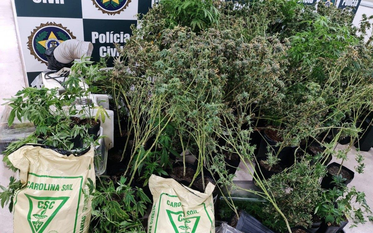 Policiais da DRE estouraram estufas de skunk e apreenderam p&eacute;s da droga e materiais para o cultivo da mesma 