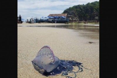 Caravelas-portuguesas assustam banhistas no Peró, em Cabo Frio,