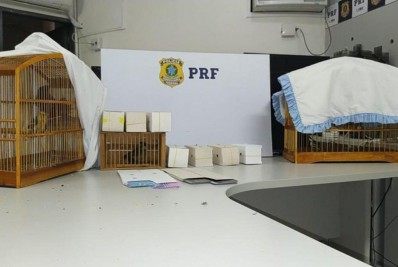 PRF apreende aves silvestres na Via Dutra em Barra Mansa