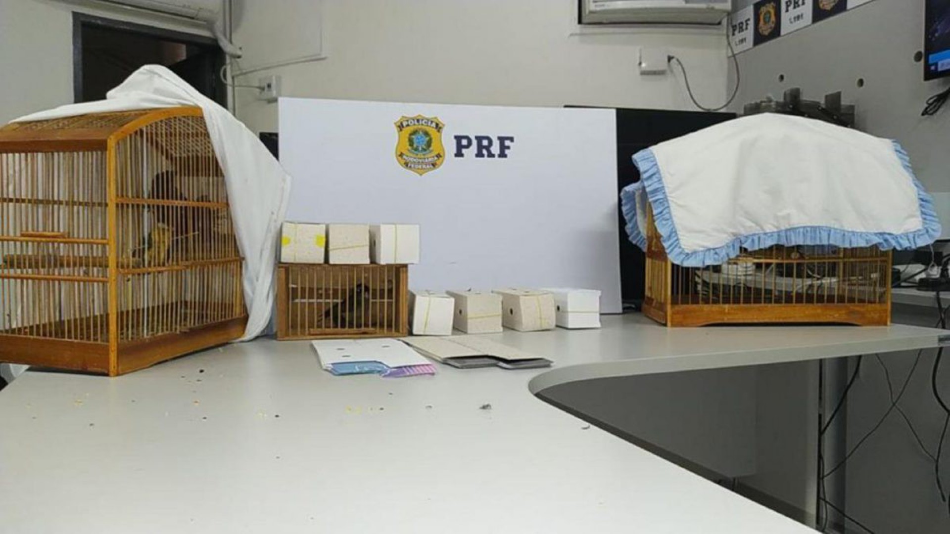 Aves silvestres foram levadas para a Agência de Meio Ambiente de Resende