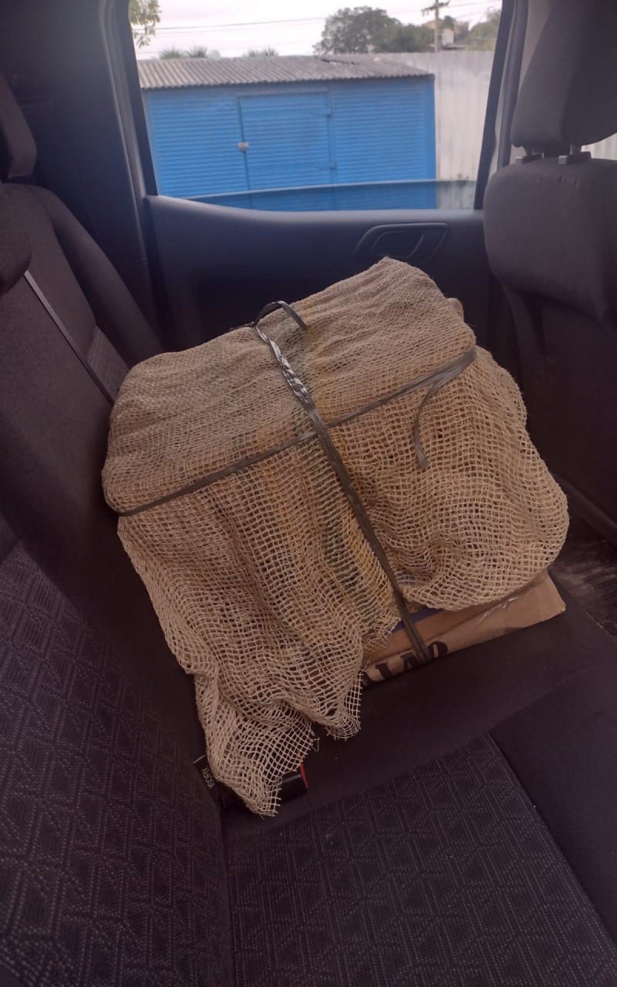 O animal foi encaminhado para a Divis&atilde;o de Herpetologia do Instituto Vital Brasil.