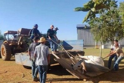 Boi invade escola e deixa 14 crianças feridas