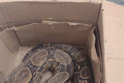 Jiboia comercializada ilegalmente é apreendida por agentes da Ordem Urbana e Defesa Civil de Meriti