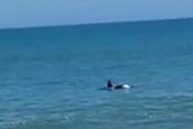 Duas baleias visitaram o mar da praia da Barra em Maricá nesta terça-feira