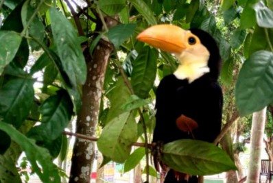 Guarda Ambiental alerta para aparecimento de tucanos em áreas residenciais