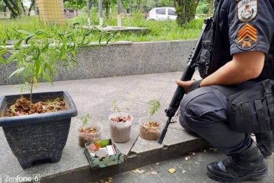 Polícia militar prende casal que cultivava maconha para tráfico em casa em Magé