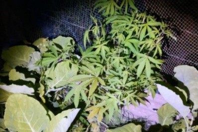 Trio é detido com pés de maconha em São Pedro da Aldeia