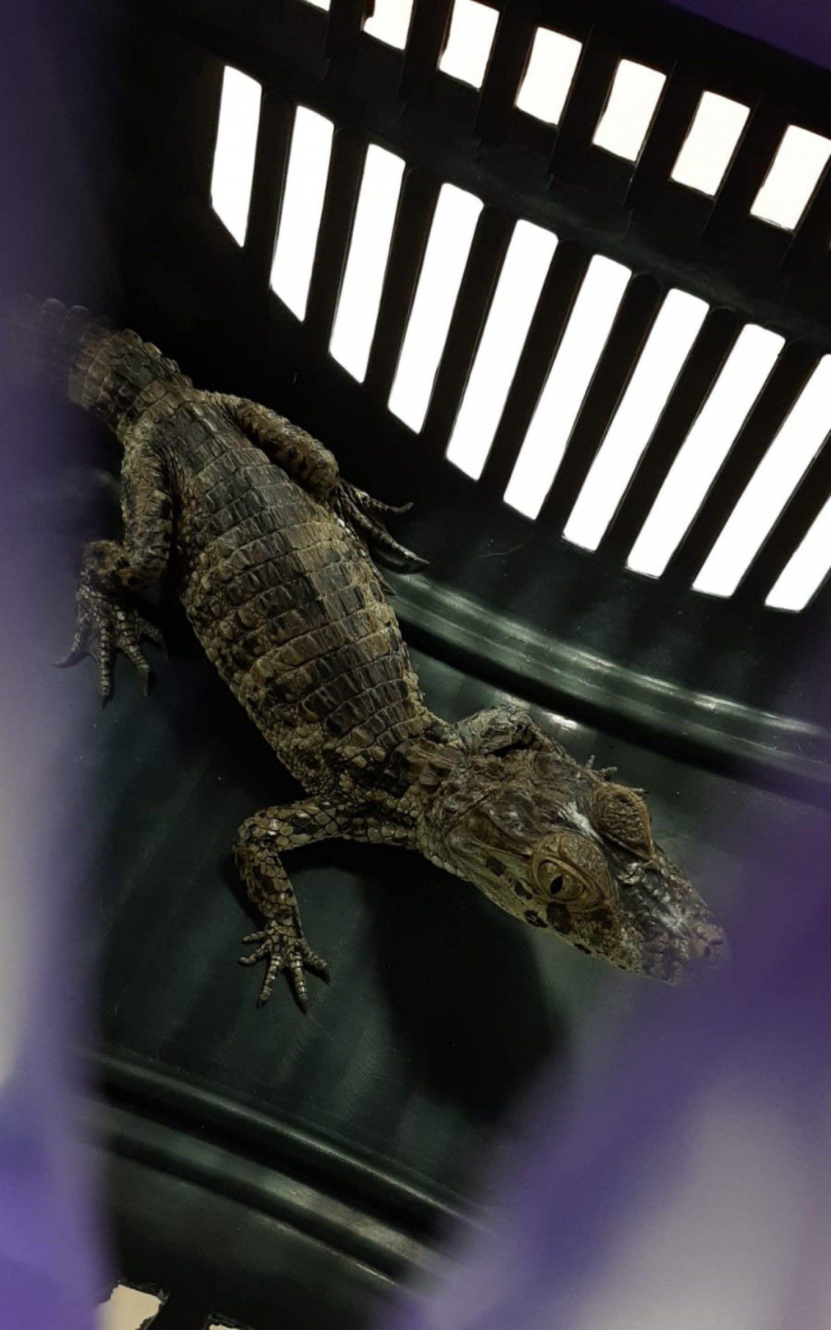 Jacar&eacute; foi apreendido na casa de irm&atilde;o de Tandera, o Delsinho