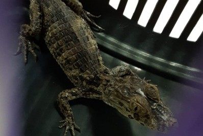 Tandera tem lista de matadores, e irmão usaria jacaré em torturas