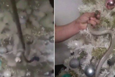 Vídeo: família encontra cobra escondida em árvore de natal enquanto arruma decoração