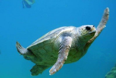 Sete pessoas morrem envenenadas após comerem carne de tartaruga-marinha