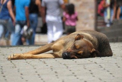 Protetores de animais de Guapimirim poderão castrar cães e gatos gratuitamente em 2022