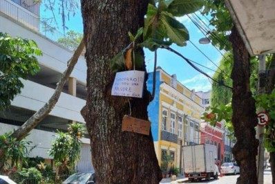 Árvore da Glória é encontrada com raízes cimentadas