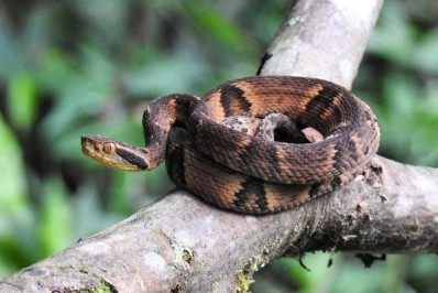 Clima quente e chuva possibilitam aparecimento de animais peçonhentos, alerta APA Macaé de Cima