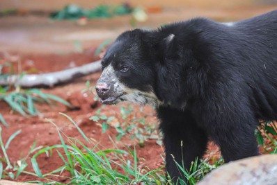 Urso de espécie rara e ameaçada é recebido em Brasília
