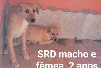 Amigos de idosa morta em assalto a ônibus buscam lar para cinco cães que ficaram órfãos