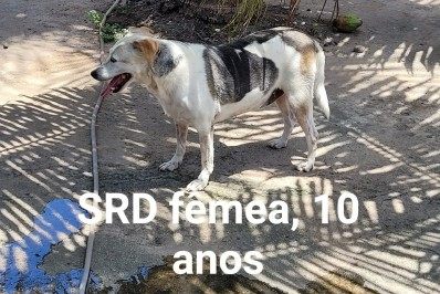 Cães ficam disponíveis para adoção após morte de idosa em assalto a ônibus - Divulgação