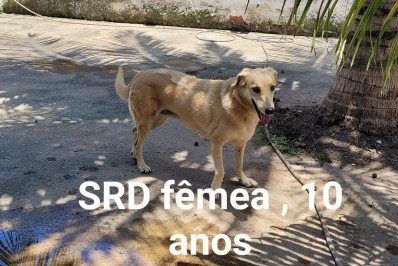 Cães ficam disponíveis para adoção após morte de idosa em assalto a ônibus - Divulgação