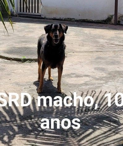 Cães ficam disponíveis para adoção após morte de idosa em assalto a ônibus - Divulgação