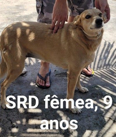 CÃ£es ficam disponÃ­veis para adoÃ§Ã£o apÃ³s morte de idosa em assalto a ÃŽnibus - DivulgaÃ§Ã£o